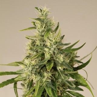 Trainwreck fem. Humboldt