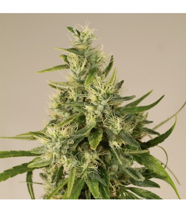 Trainwreck fem. Humboldt