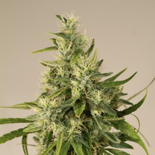 Trainwreck  5 u. fem. Humboldt