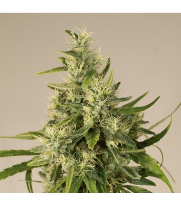 Trainwreck  5 u. fem. Humboldt
