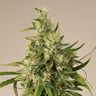 Trainwreck 10 u. fem. Humboldt