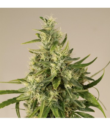 Trainwreck 10 u. fem. Humboldt