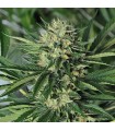 Dr Greenthumb`s Em-Dog by B-Real fem. Humboldt