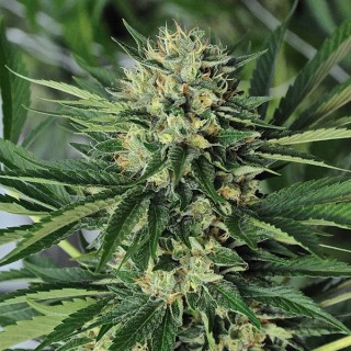 Dr Greenthumb`s Em-Dog by B-Real  5 u. fem. Humboldt