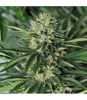 Dr Greenthumb`s Em-Dog by B-Real  5 u. fem. Humboldt