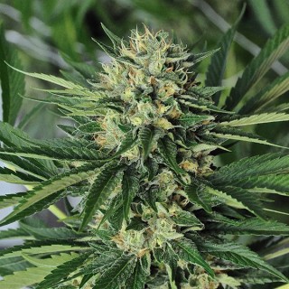 Dr Greenthumb`s Em-Dog by B-Real 10 u. fem. Humboldt