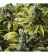 Desert Diesel fem. Humboldt