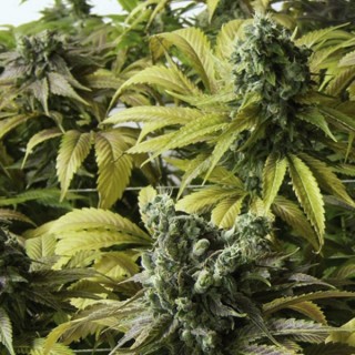 Desert Diesel fem. Humboldt