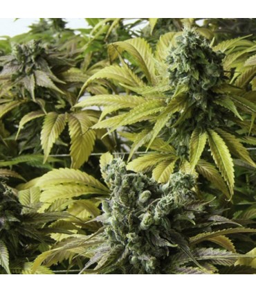 Desert Diesel fem. Humboldt