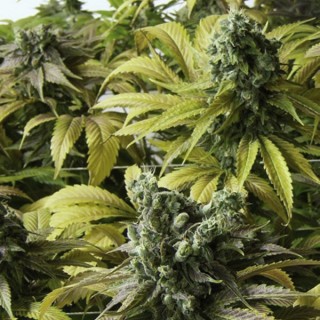 Desert Diesel  5 u. fem. Humboldt