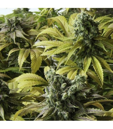 Desert Diesel  5 u. fem. Humboldt