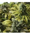 Desert Diesel  5 u. fem. Humboldt