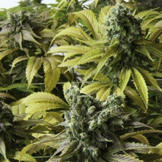 Desert Diesel 10 u. fem. Humboldt