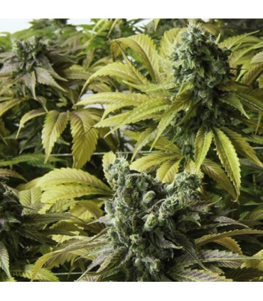Desert Diesel 10 u. fem. Humboldt