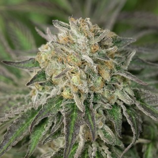 Amherst Sour Diesel  5 u. fem. Humboldt