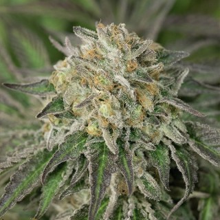 Amherst Sour Diesel 10 u. fem. Humboldt