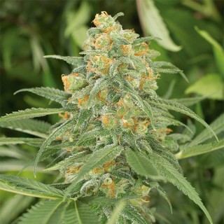 Green Crack fem. Humboldt