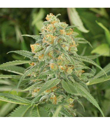 Green Crack fem. Humboldt