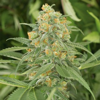 Green Crack  5 u. fem. Humboldt