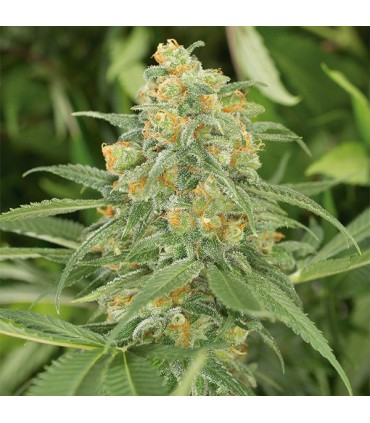 Green Crack  5 u. fem. Humboldt