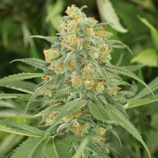 Green Crack 10 u. fem. Humboldt