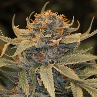 Lost Coast OG  5 u. fem. Humboldt