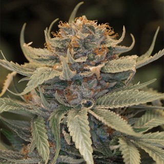 Lost Coast OG 10 u. fem. Humboldt