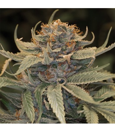 Lost Coast OG 10 u. fem. Humboldt