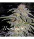 Lost Coast Hashplant  5 u. fem. Humboldt