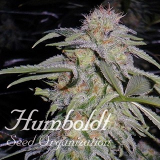 Lost Coast Hashplant  5 u. fem. Humboldt
