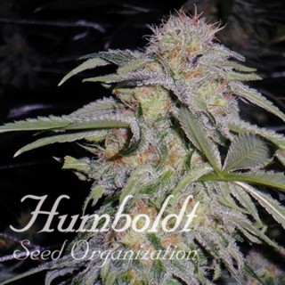 Lost Coast Hashplant 10 u. fem. Humboldt