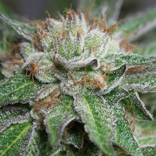 Bubba Kush fem. Humboldt