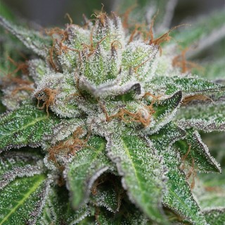 Bubba Kush  5 u. fem. Humboldt