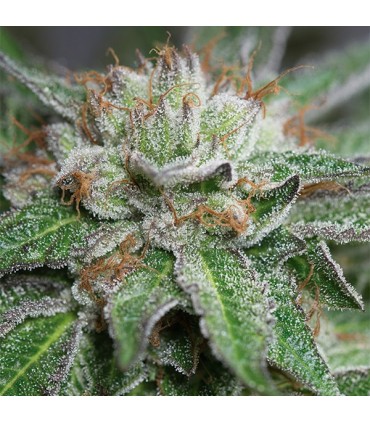 Bubba Kush  5 u. fem. Humboldt