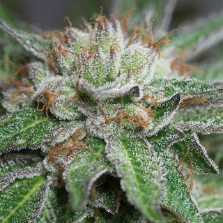 Bubba Kush 10 u. fem. Humboldt