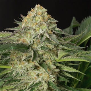 Lemon Garlic OG 10 u. fem. Humboldt