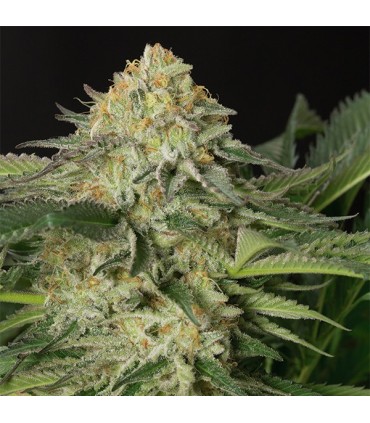 Lemon Garlic OG fem. Humboldt