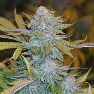 Chocolate Mint OG 10 u. fem. Humboldt