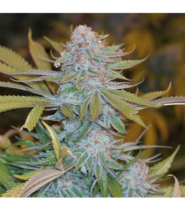 Chocolate Mint OG 10 u. fem. Humboldt