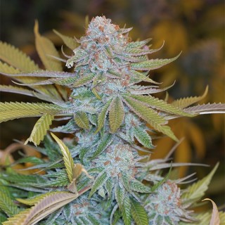 Chocolate Mint OG fem. Humboldt