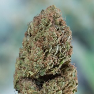 Blueberry Headband 10 u. fem. Humboldt