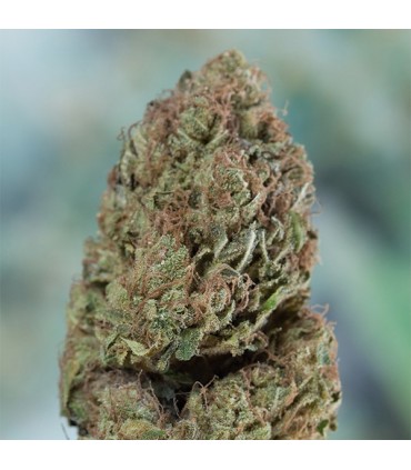 Blueberry Headband 10 u. fem. Humboldt