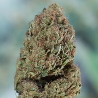 Blueberry Headband fem. Humboldt