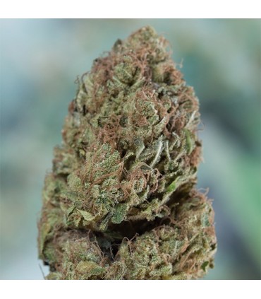 Blueberry Headband fem. Humboldt