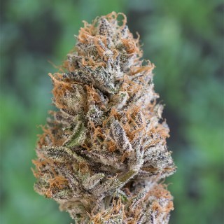 Bubba`s Gift  5 u. fem. Humboldt