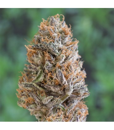 Bubba`s Gift  5 u. fem. Humboldt