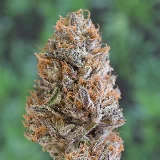 Bubba`s Gift fem. Humboldt