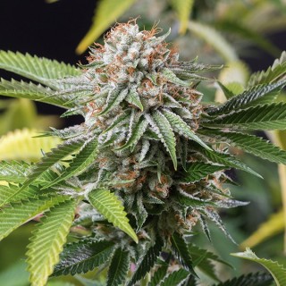 Mango Sapphire 10 u. fem. Humboldt