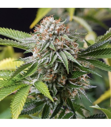 Mango Sapphire 10 u. fem. Humboldt