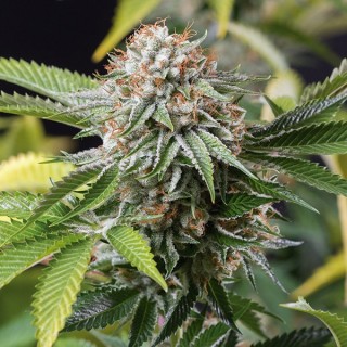 Mango Sapphire  5 u. fem. Humboldt